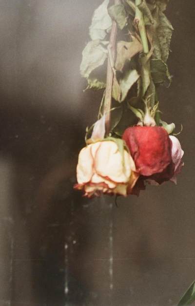 倒悬的枯萎玫瑰