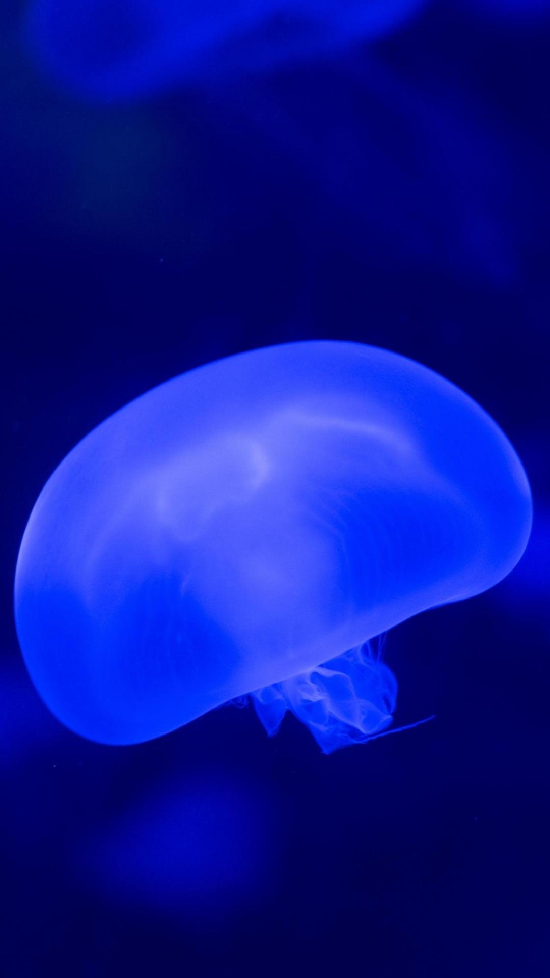 深海水母生物
