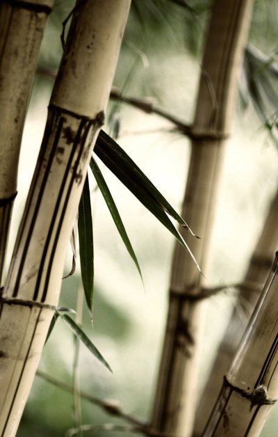 竹林中叉开的竹叶