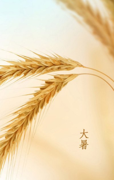 大暑时节稻挂穗