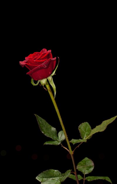 玫瑰花是爱情的象征