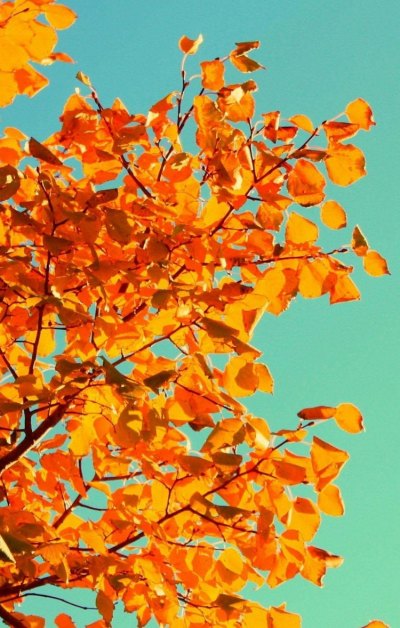 秋天橙色树叶