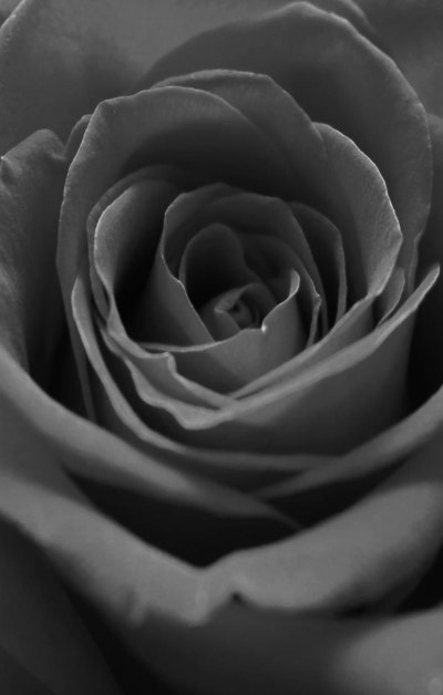 玫瑰灰色暗黑