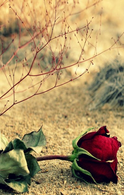 红色沙漠玫瑰