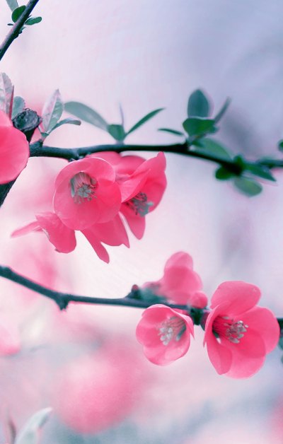 经典粉红花朵春天