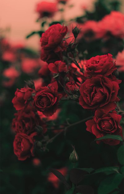 冷艳玫瑰