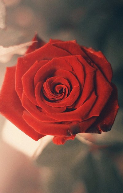 美好的红色玫瑰