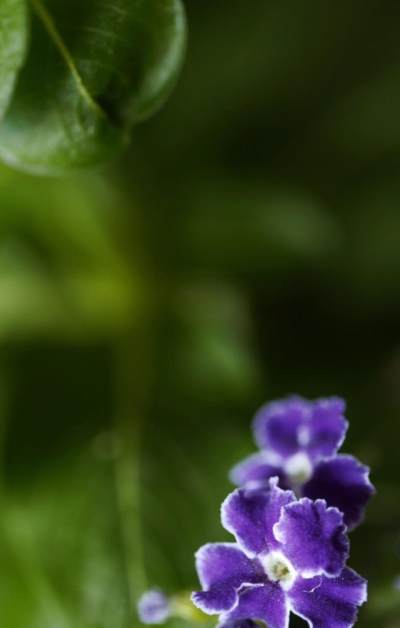 鲜艳而芬芳的紫罗兰