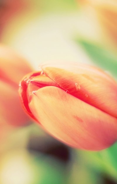 红色郁金香花
