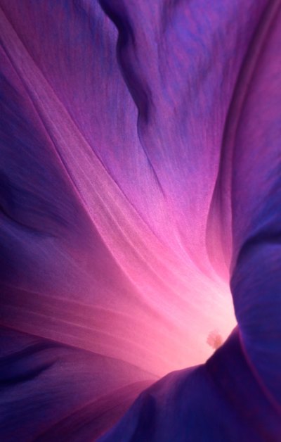 紫色花艺术灯