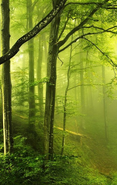 幻想绿色森林