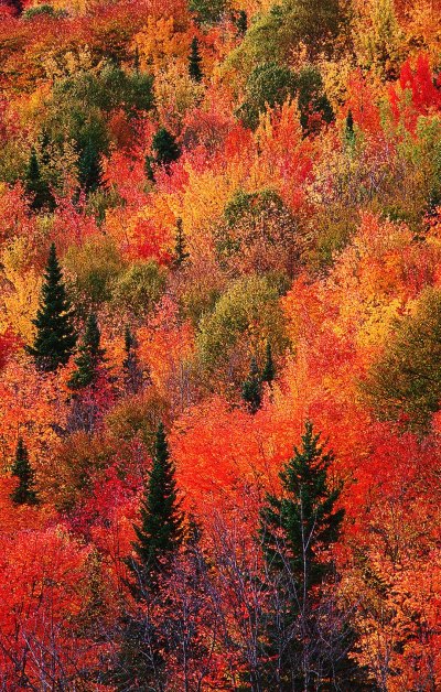 锈迹斑斑的红色森林
