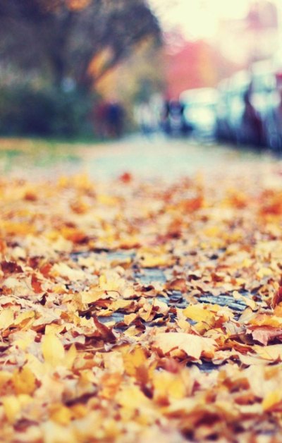 秋天街头树叶