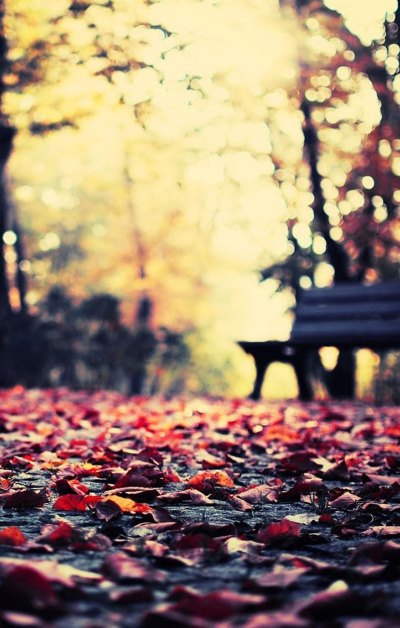 秋叶长凳公园