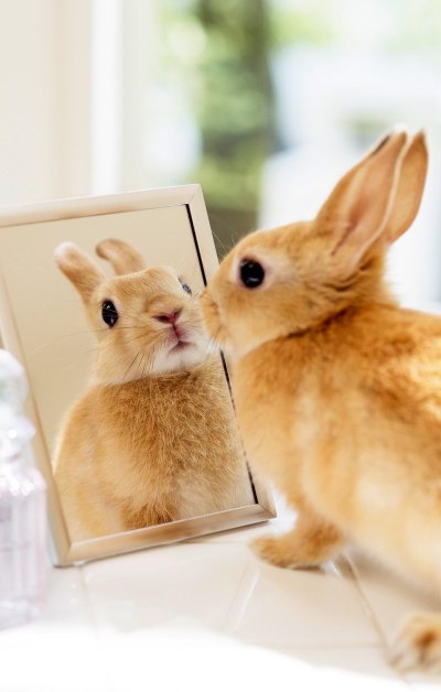 小兔子照镜子