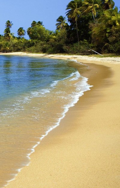 波多黎各海滩沙棕榈树