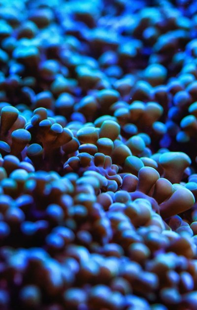 蓝色珊瑚礁