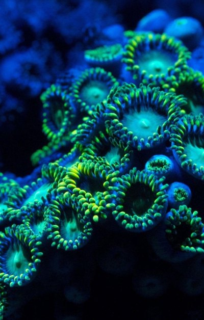 蓝色水下珊瑚