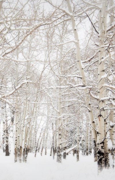 积雪覆盖的树木