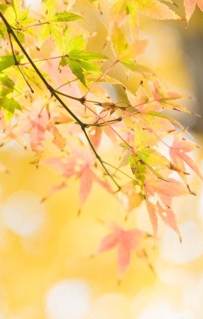 唯美意境的秋天黄色树叶
