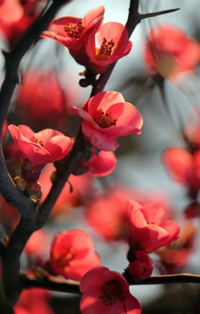 红樱桃树花