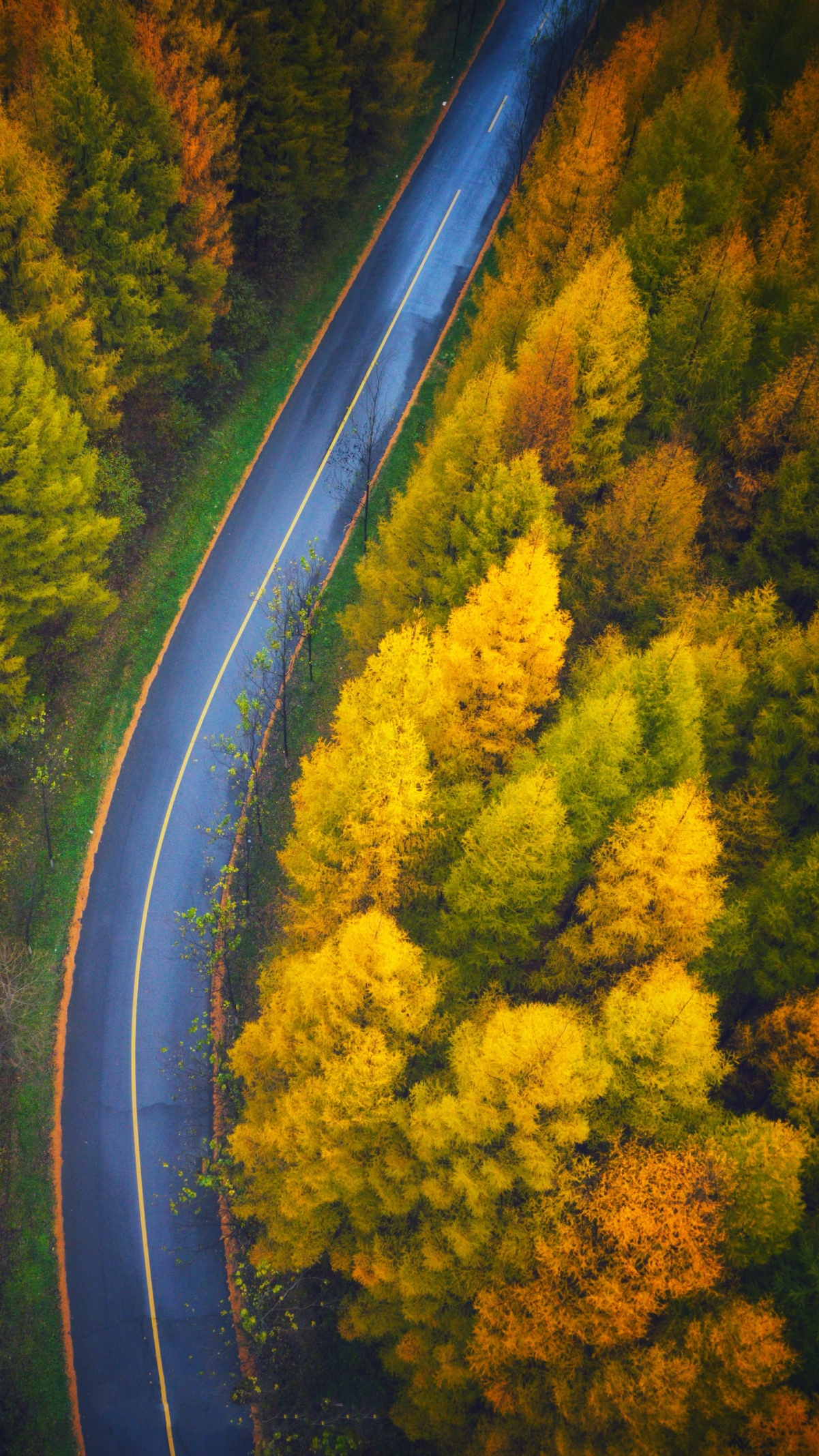 4k 手机 好看秋天风景 森林 公路 俯视 高清壁纸 2160x3840