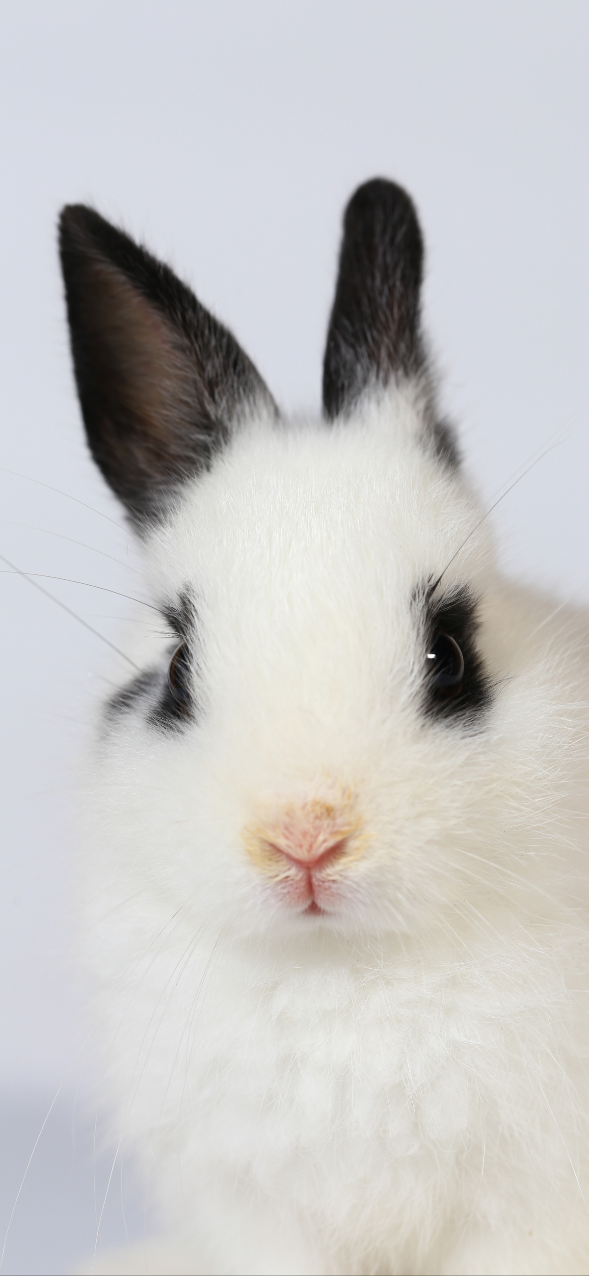 可爱萌白兔子 黑色耳朵 5k手机壁纸