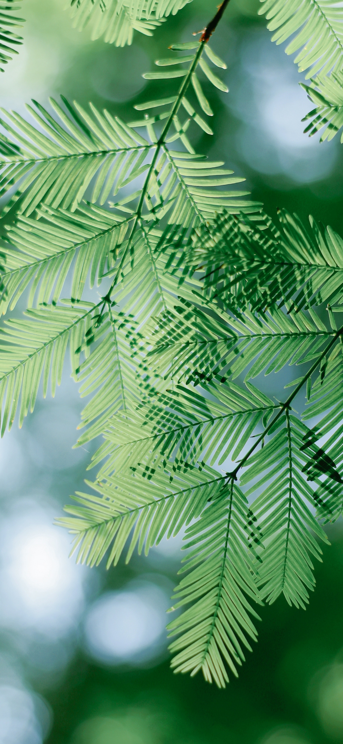 护眼 绿色植物树叶 4k手机壁纸图片