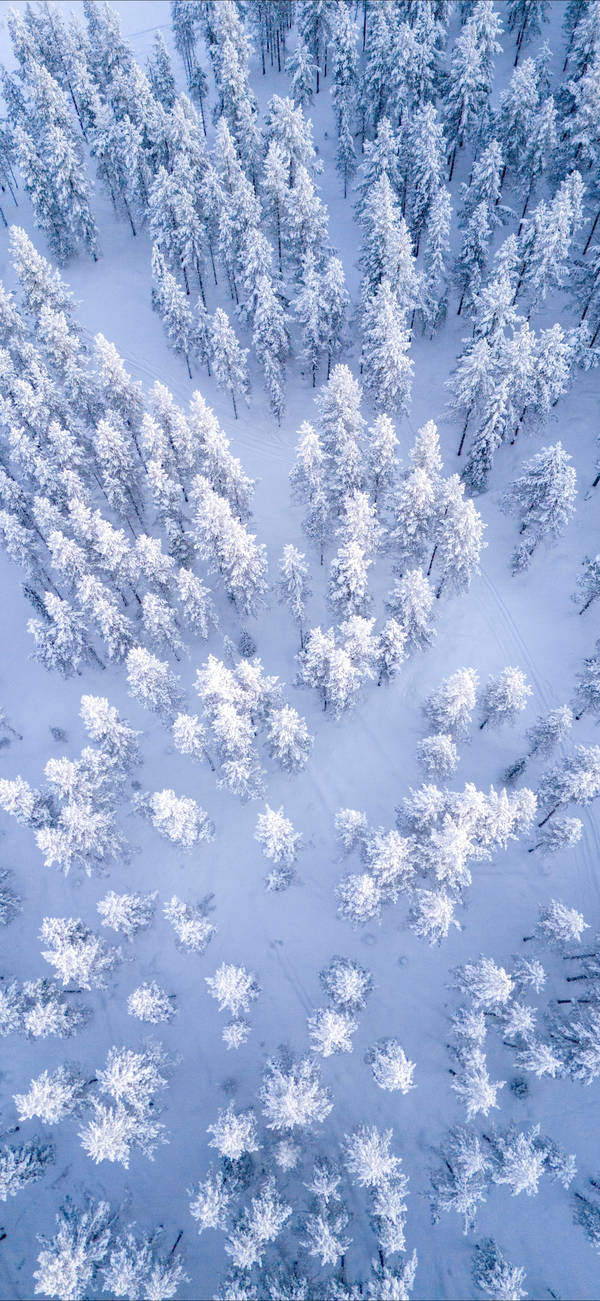冬天雪景森林树木 鸟瞰风景4k手机壁纸图片